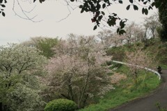 桜山から