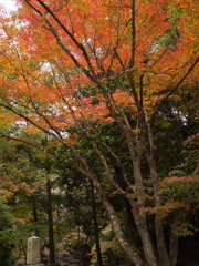 紅葉の下に晋作眠る
