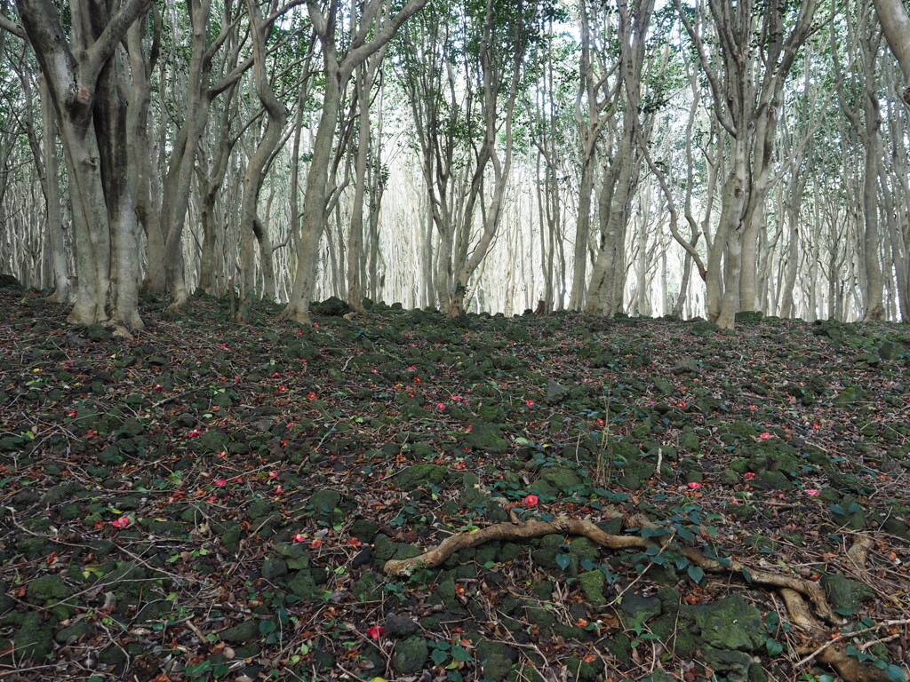 原生林から