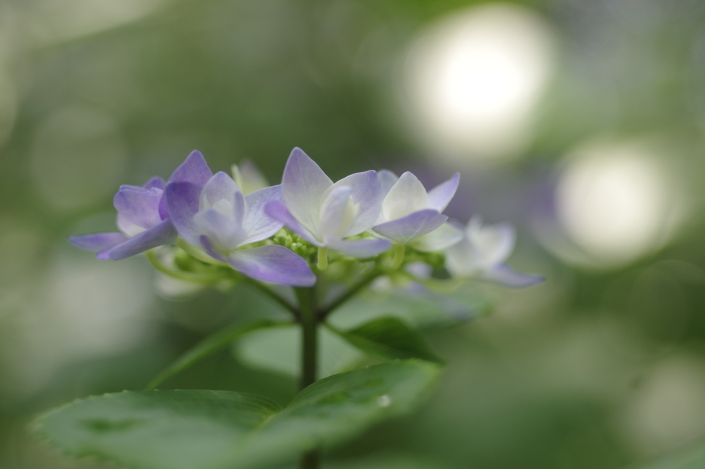 ほの花