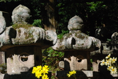 石灯籠とつわぶき