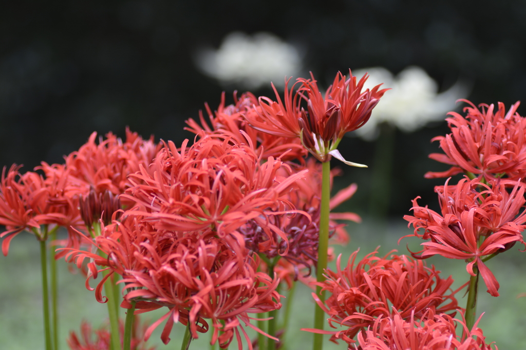 八重の紅