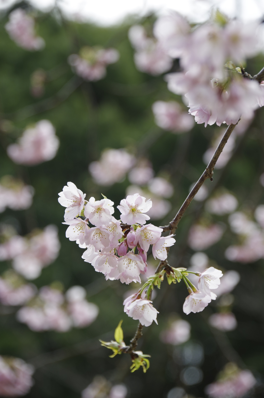 寒桜咲いた