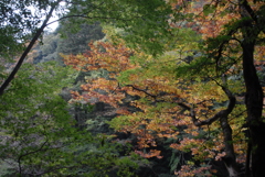 黄金色に
