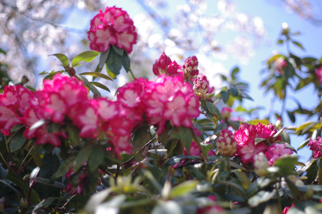 華