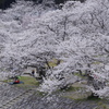 春紀行（錦帯橋たもと）