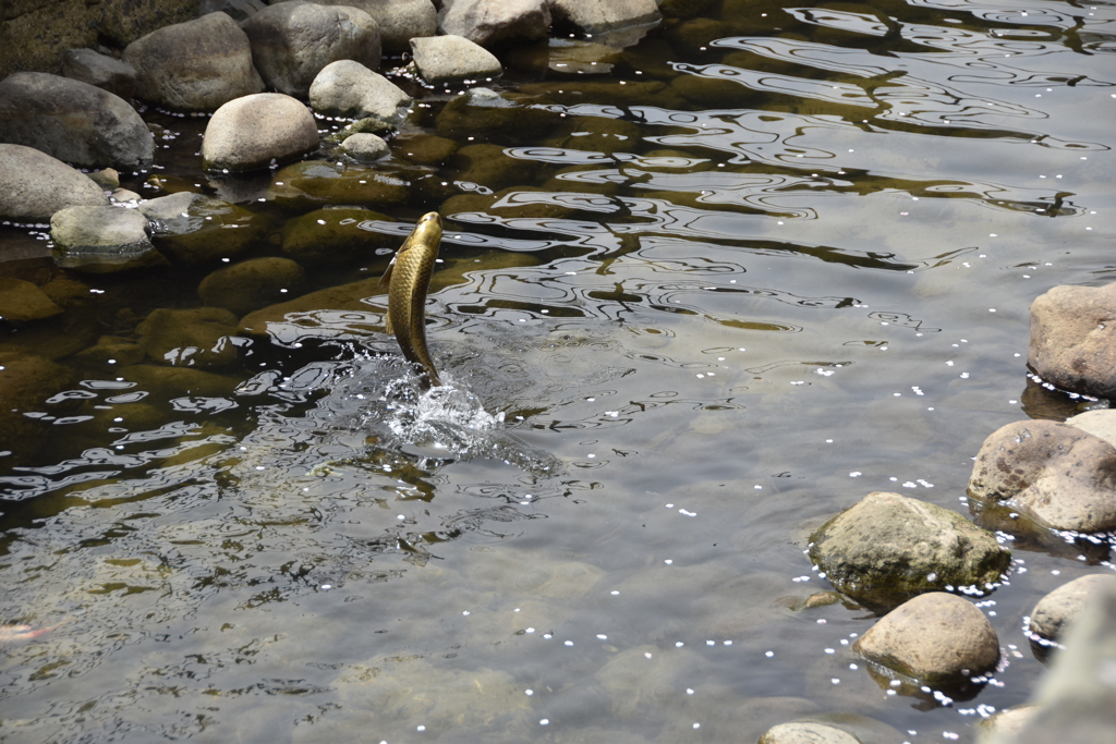 春の小川で鯉が跳ぶ