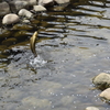 春の小川で鯉が跳ぶ