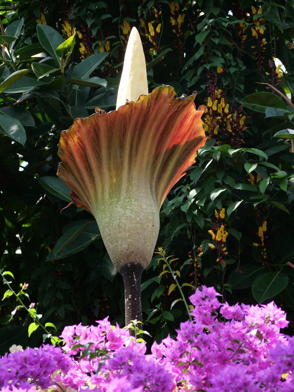 巨大こんにゃくの花、咲きました（アモルフォファルス・デカス・シルヴァエ）