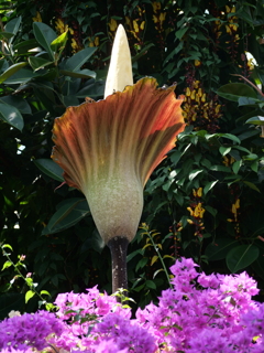 巨大こんにゃくの花、咲きました（アモルフォファルス・デカス・シルヴァエ）