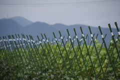 砦