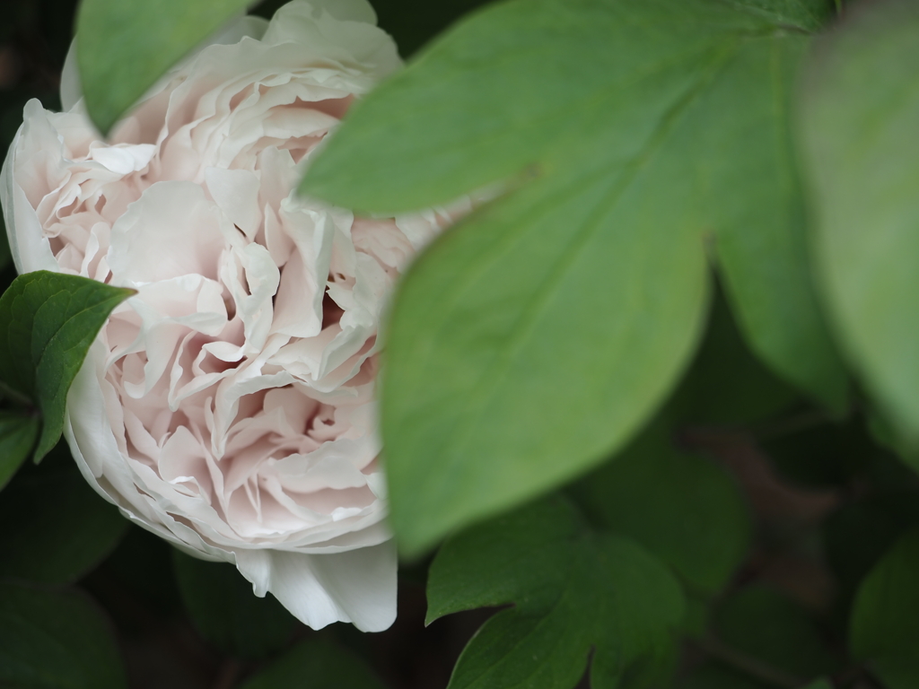 密かに豪華に
