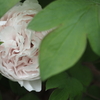 密かに豪華に
