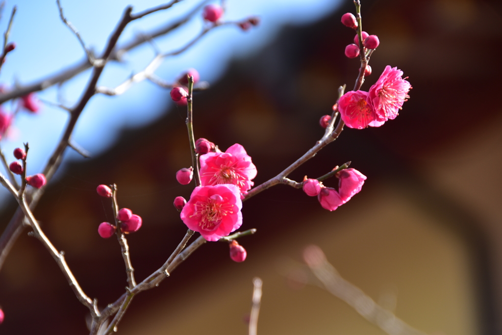 春を誘う