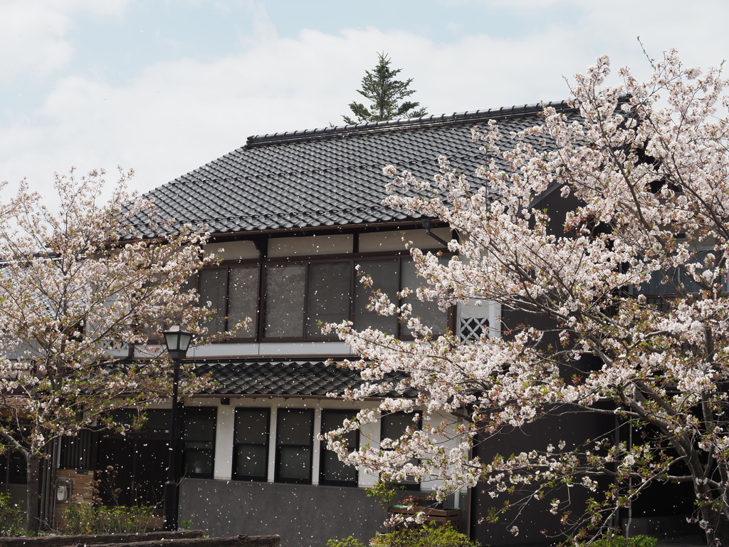 桜雪