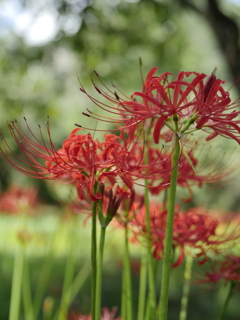 秋の花咲く