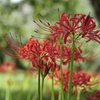 秋の花咲く