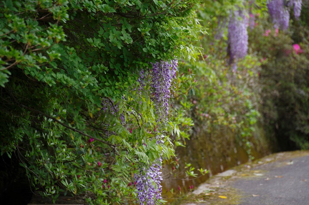 藤の咲く路