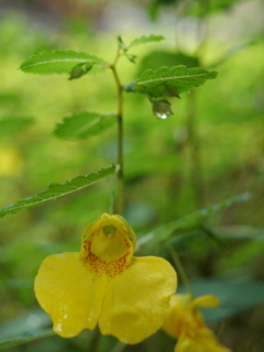私に触らないで（花言葉より）