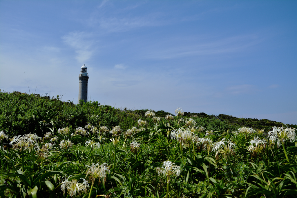 空と灯台と浜木綿と