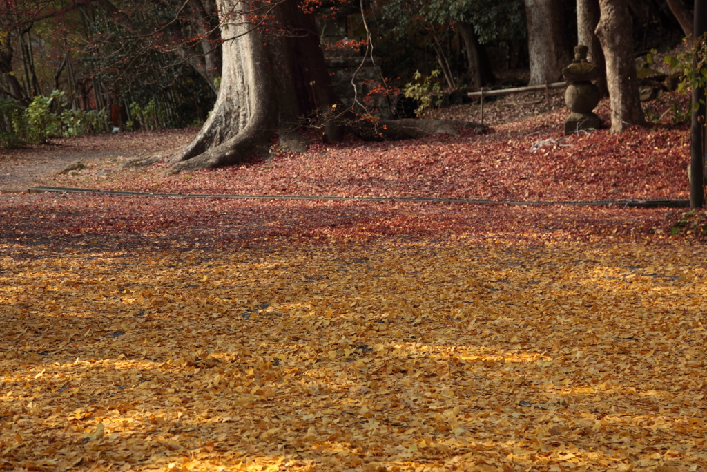 晩秋のグラデーション