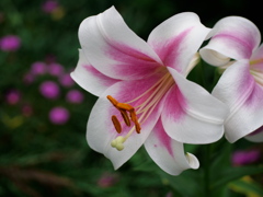 紫陽花園の片隅で
