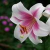 紫陽花園の片隅で