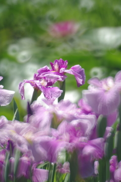 優しい心になれそうな（菖蒲園にて）