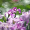 優しい心になれそうな（菖蒲園にて）
