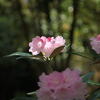 春光