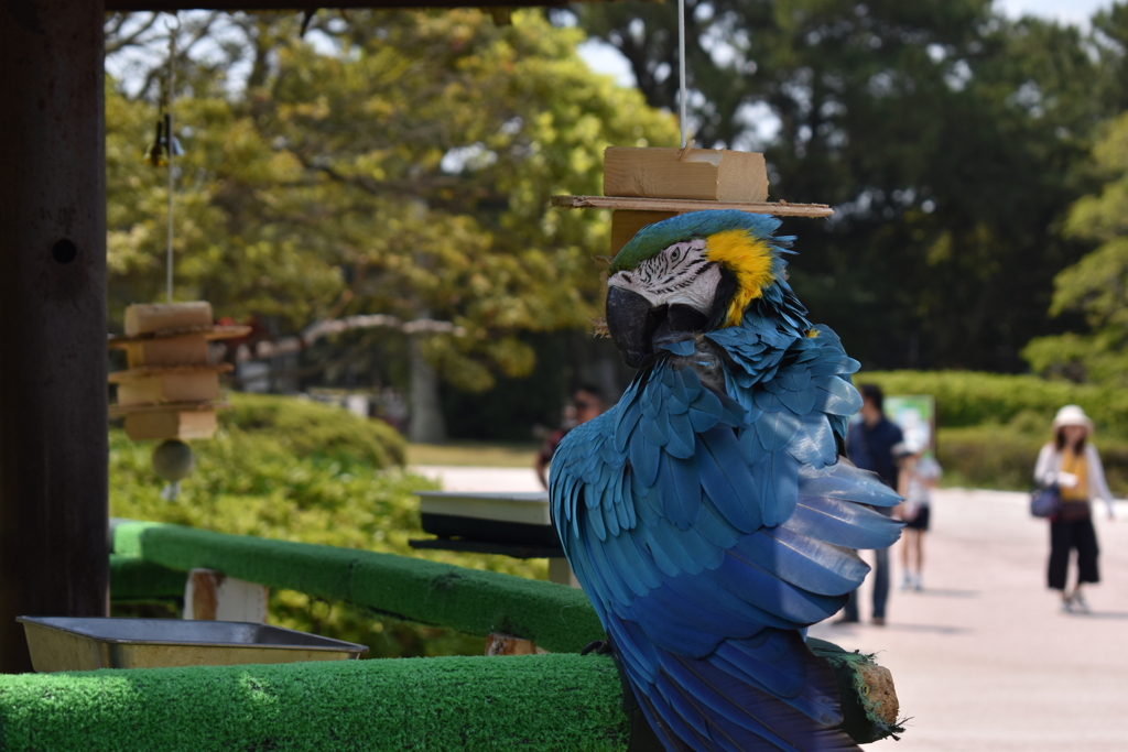 ワイルドだろう