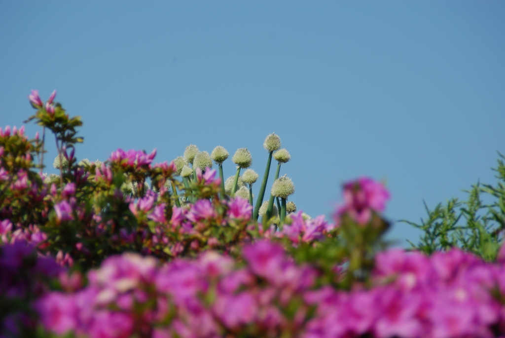 ネギ坊主？此処に