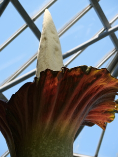 巨大こんにゃくの花、咲きました（アモルフォファルス・デカス・シルヴァエ）