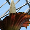 巨大こんにゃくの花、咲きました（アモルフォファルス・デカス・シルヴァエ）