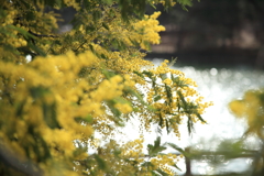 ミモザ咲く朝（ミモザの日によせて）