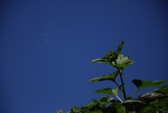 夏彩（2）