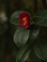 艶葉木のめざめ