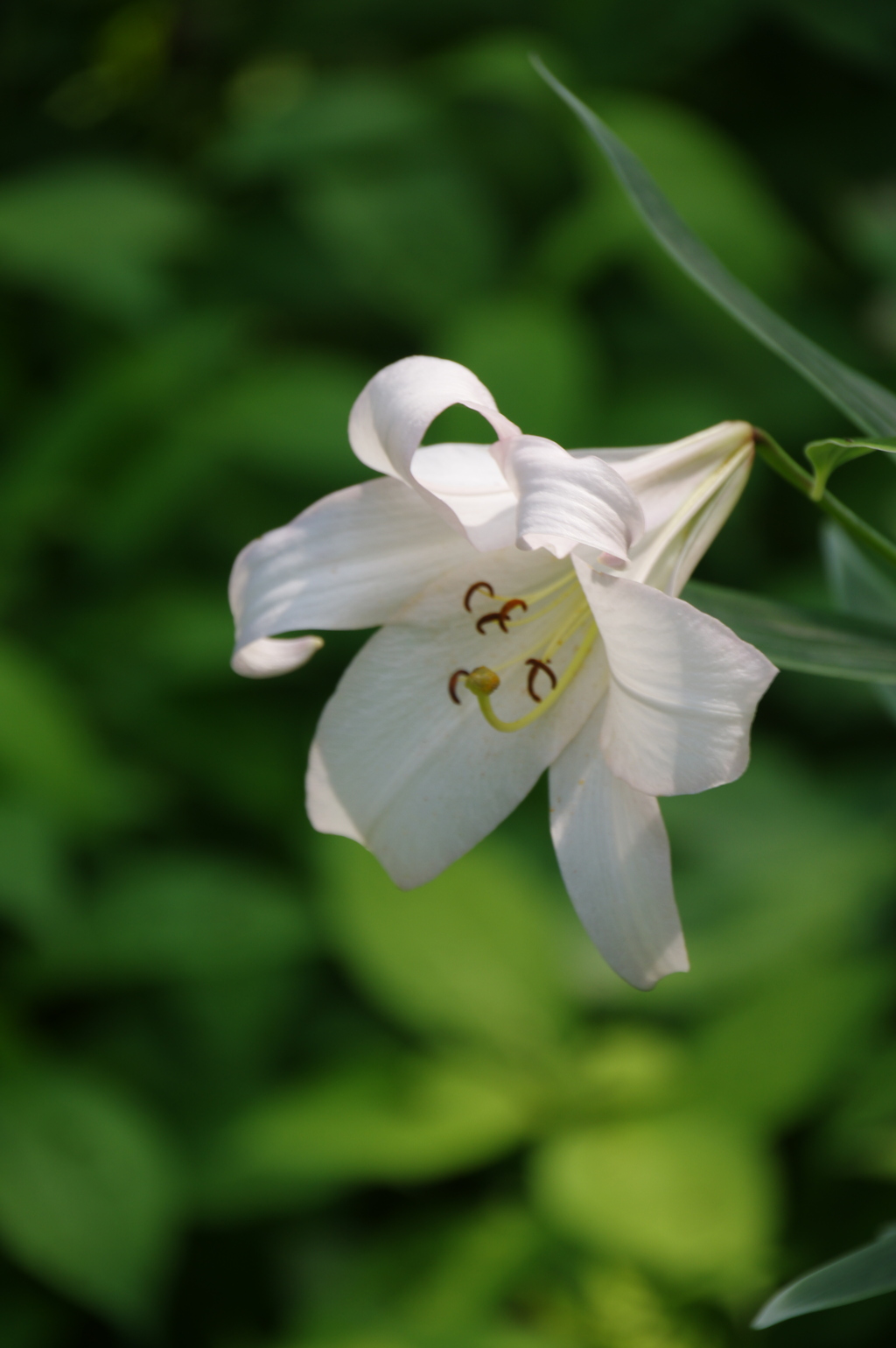 初夏花（白）