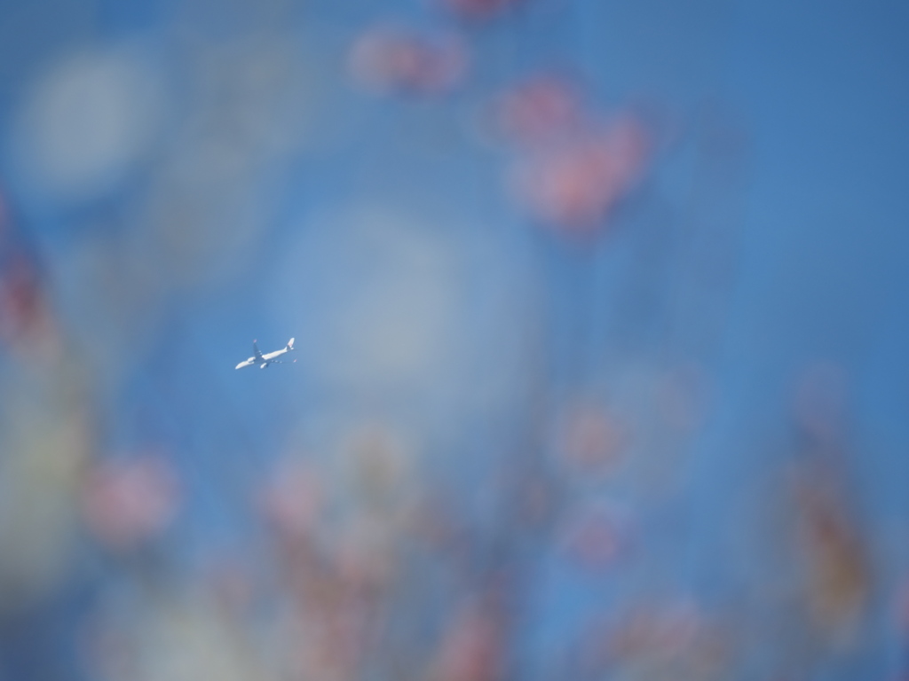 梅のある青空に