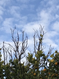 明けましておめでとうございます。