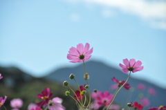 秋桜