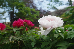 華（2）