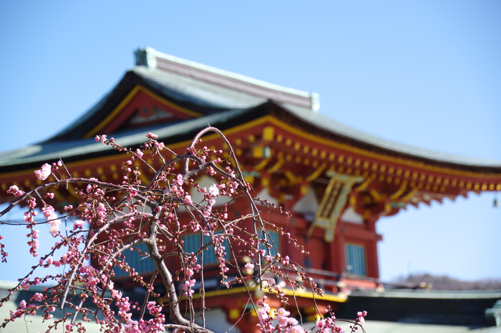 天神梅