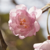 春紀行（八重桜）