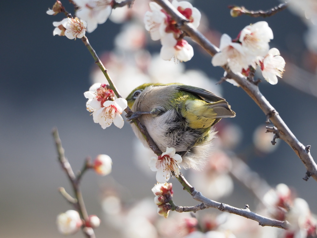 やっと、梅蜜に夢中になれたね