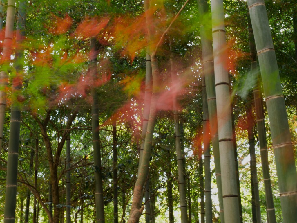 揺れる紅葉