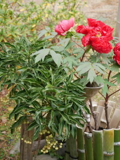 ありがとうございます。