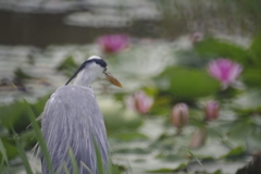 みつめ続けて