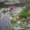 みつめ続けて