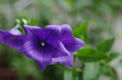 朝貌の花